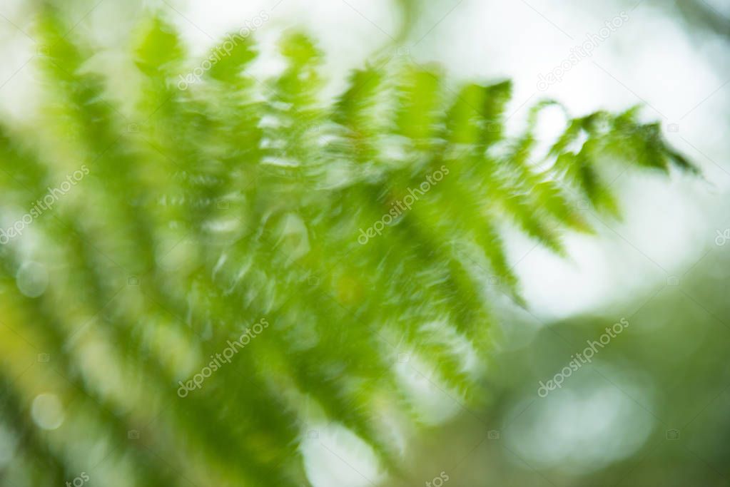 Magic nature background of fresh green fern leaves, blured soft 