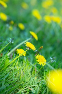 Sarı karahindiba çiçek (Taxacum officinale) çiçek açmış. Bahar n