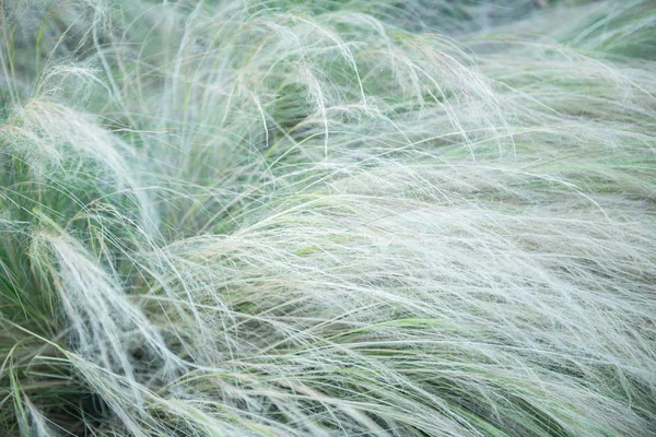 Péřová tráva, měkké zaostření. Krásné abstraktní povahy pozadí — Stock fotografie