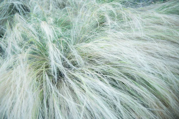 Перьевая трава, мягкий фокус. Красивый абстрактный фон — стоковое фото