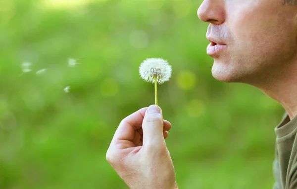 Man blowing dandelion over blured green grass, summer nature out — Stock Photo, Image