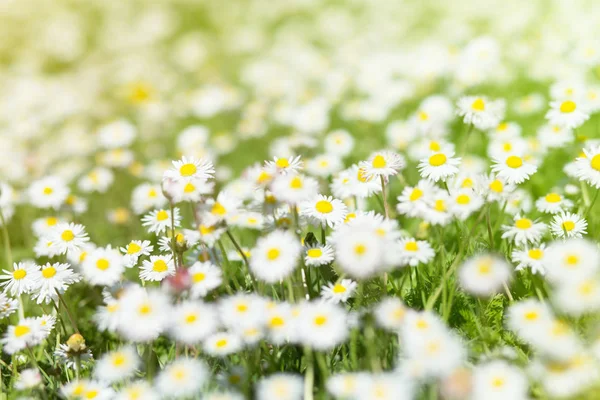 Frühlingswiese mit blühendem Gänseblümchen. schöne Kamille, Natur b — Stockfoto