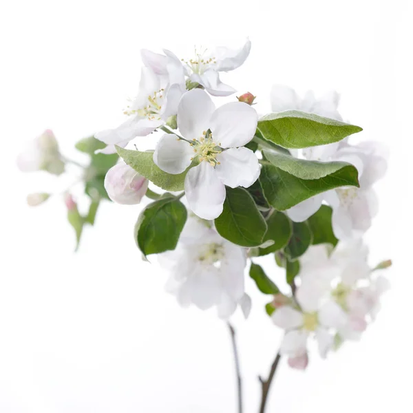Les pommiers fleurissent. branche de pommier en fleurs avec grand flux blanc — Photo