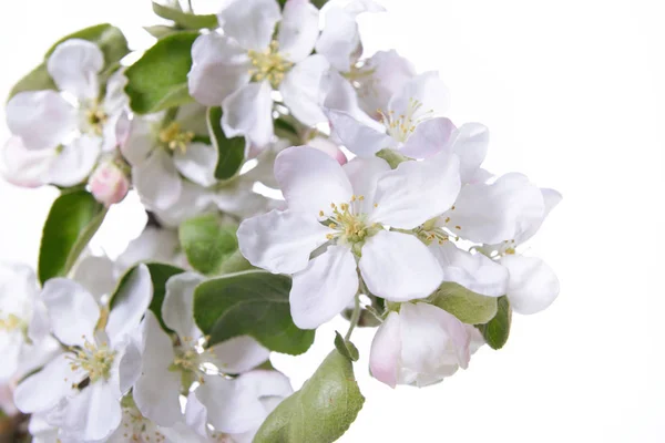 Les pommiers fleurissent. branche de pommier en fleurs avec grand flux blanc — Photo