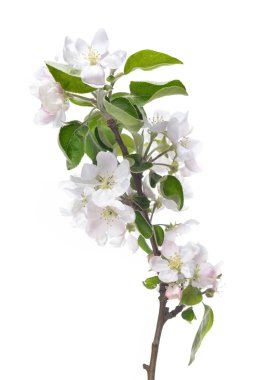 Elma çiçeği. Büyük beyaz akışı ile çiçeklenme elma ağacı dalı