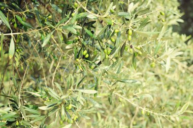 Zeytin ağacı İtalya, hasat zamanı, gün batımı. Zeytin ağaçları Bahçe