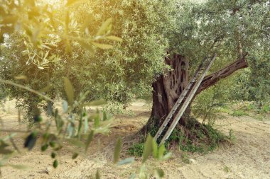 İtalya eski zeytin ağacı. Güzel sakin Akdeniz manzara.