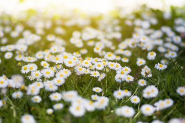 Bahar çayır çiçek papatya ile. Güzel papatya, doğa b