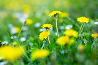 Dandelions chamomiles ile canlı yeşil çimenlerin üzerinde. Yaz doğa o