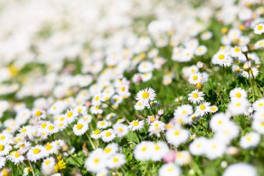 Bahar çayır çiçek papatya ile. Güzel papatya, doğa b