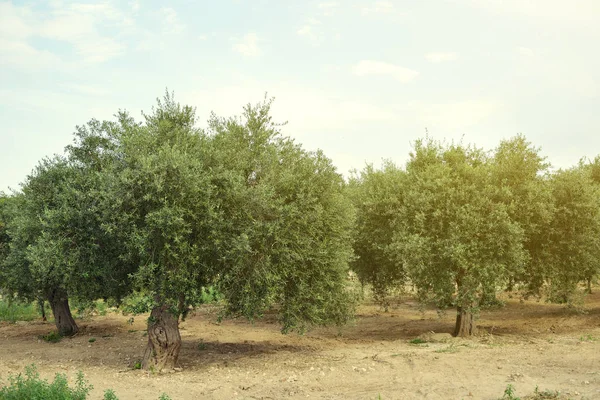 Vecchio ulivo in Italia. Bellissimo paesaggio mediterraneo calmo . — Foto Stock