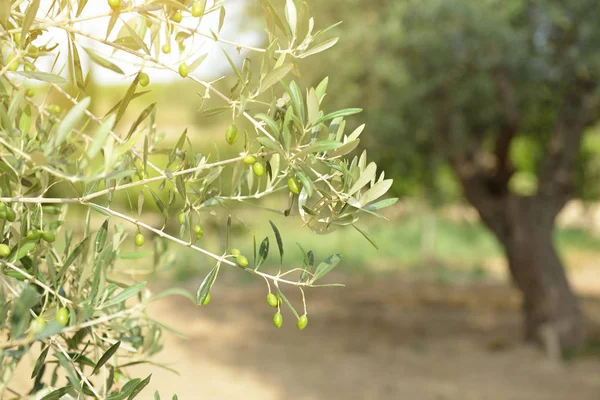 Olivkvist med olivträd på bakgrund. Olivträd i Ital — Stockfoto