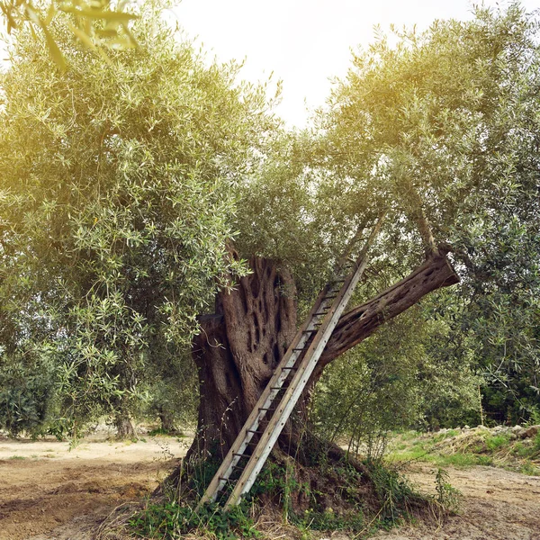 Ελιά δέντρο στον κήπο. Μεσογειακή ελαιώνα έτοιμο για harv — Φωτογραφία Αρχείου