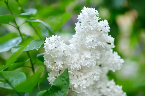 Liliac alb. Frumuseţe în natură. Grădina Liliac. Flori de primăvară bac — Fotografie, imagine de stoc