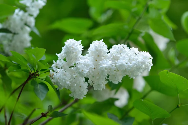 Białego bzu. Piękno w natutre. Liliowy ogród. Wiosenne kwiaty bac — Zdjęcie stockowe