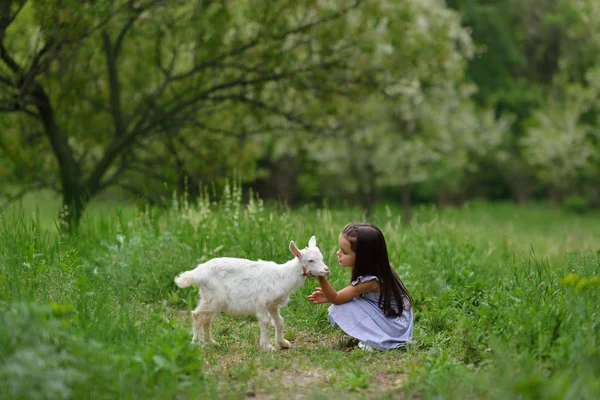 小女孩演奏和 huhs goatling 在国家, 春天或夏天 — 图库照片