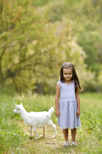 Pequena menina joga e huhs cabras no país, primavera ou verão — Fotografia de Stock