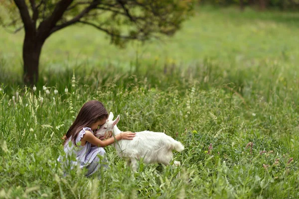 Little girl plays and huhs goatling in country, spring or summer — Stock Photo, Image