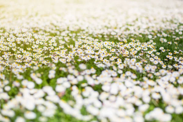 Prairie printanière avec marguerite fleurie. Belle camomille, nature — Photo