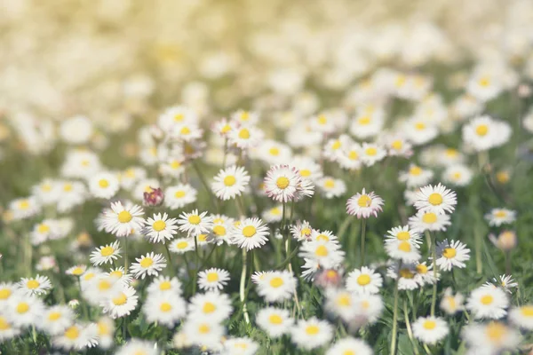 Vår äng med blommande daisy. Vackra kamomill, natur b — Stockfoto