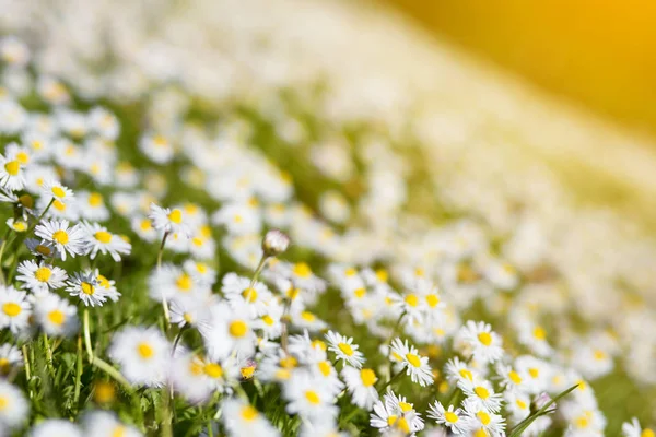 Vår äng med blommande daisy. Vackra kamomill, natur b — Stockfoto