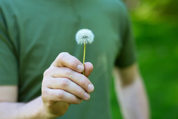 Pampeliška květ pozadí živé zelené trávy. Muž, který držel — Stock fotografie