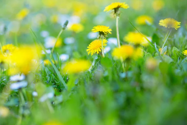 Paardebloemen op levendige groen gras met chamomiles. Zomer natuur o Stockfoto