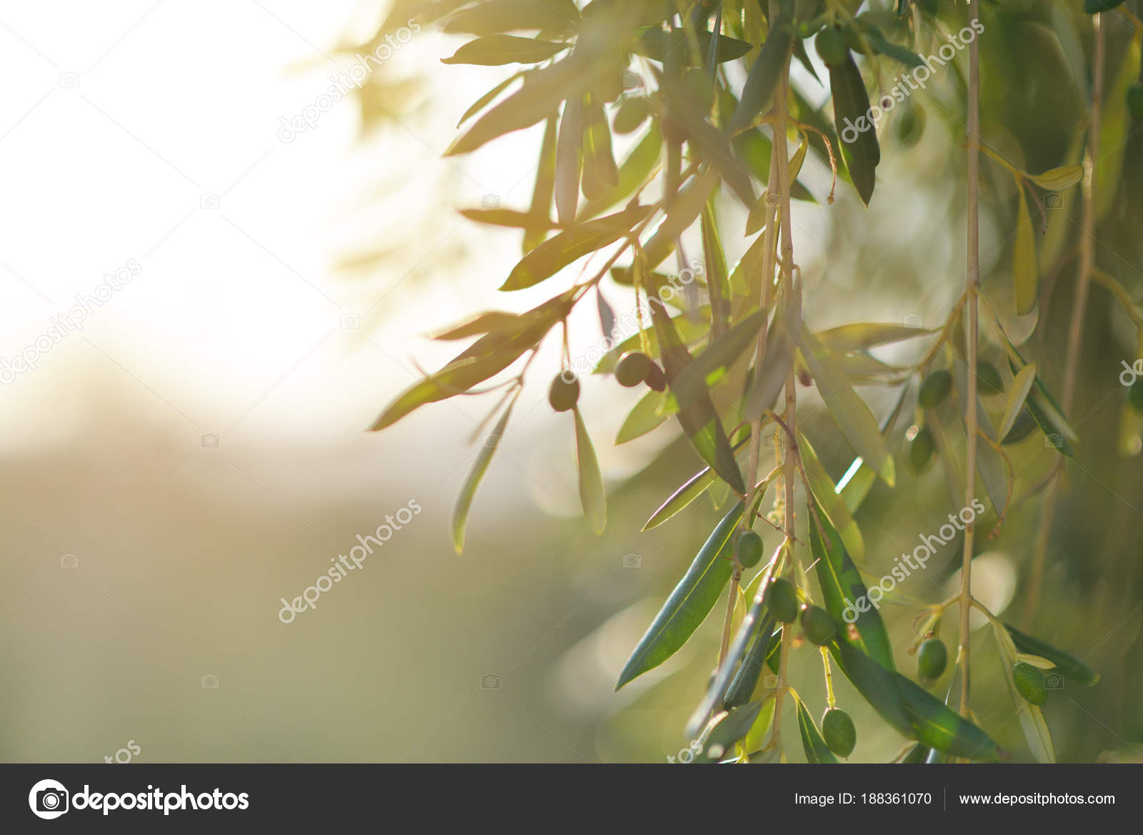 Olive Tree In Italy Harvesting Time Sunset Olive Garden Detai