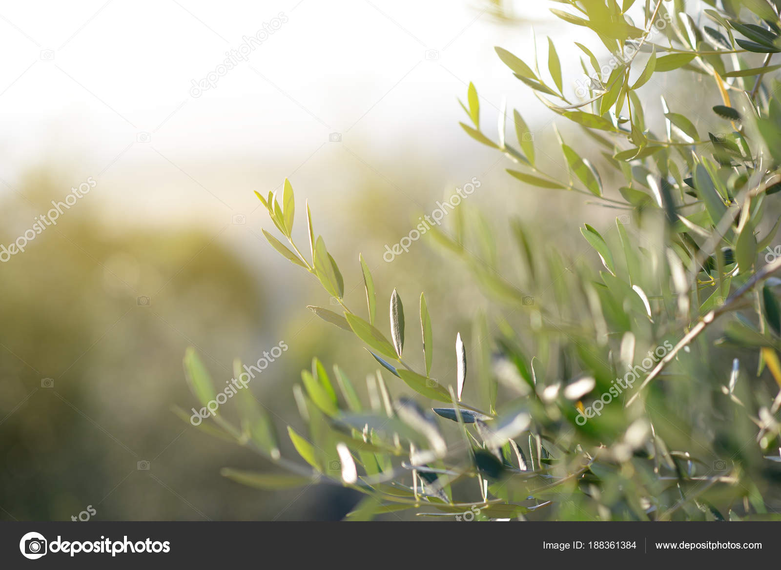 Olive Tree In Italy Harvesting Time Sunset Olive Garden Detai