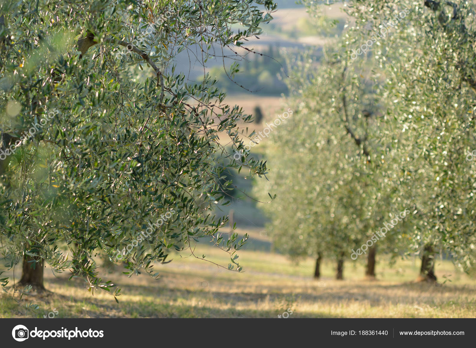 Olive Tree In Italy Harvesting Time Sunset Olive Garden Detai