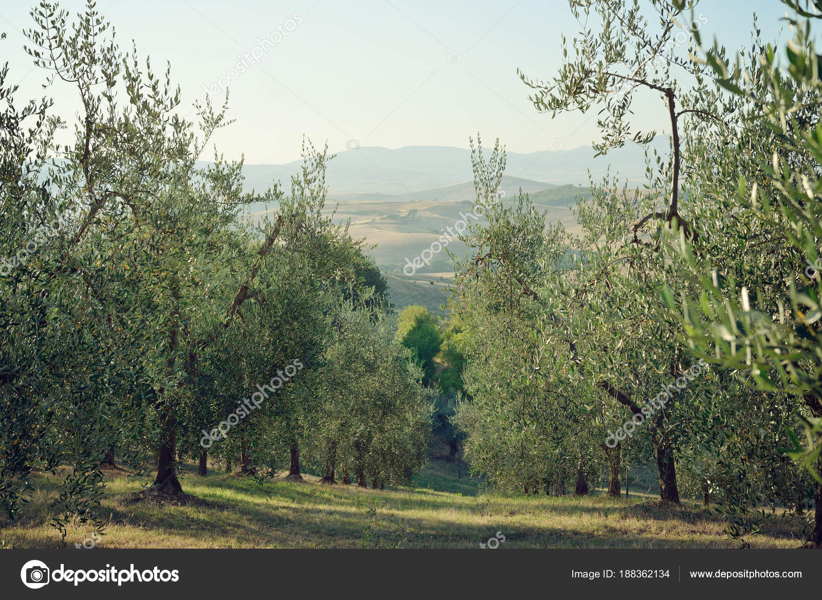 Olive Tree In Italy Harvesting Time Sunset Olive Garden Olive