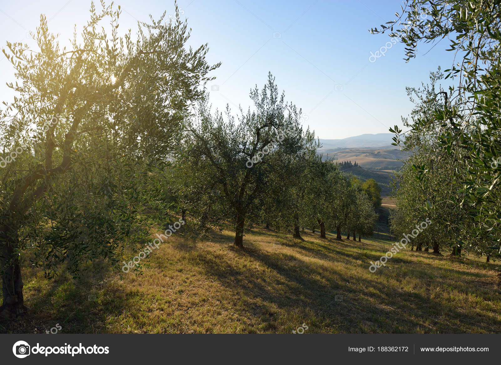Olive Tree In Italy Harvesting Time Sunset Olive Garden In Tus