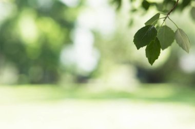 Güzel bahar doğa arka plan kavak yeşillik ile