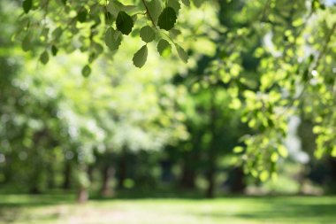 Güzel bahar doğa arka plan kavak yeşillik ile