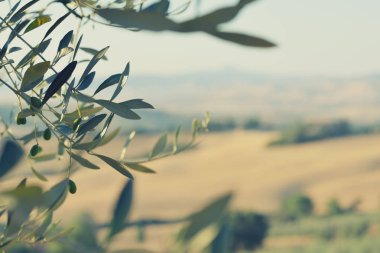 İtalya, zaman hasat zeytin ağacı. Günbatımı zeytin Bahçe, uygu