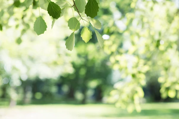 Krásný jarní příroda pozadí s topolová zeleň — Stock fotografie