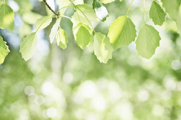 Güzel bahar doğa arka plan kavak yeşillik ile — Stok fotoğraf