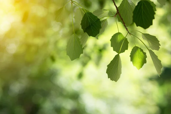 Прекрасный весенний фон с тополевой листвой — стоковое фото