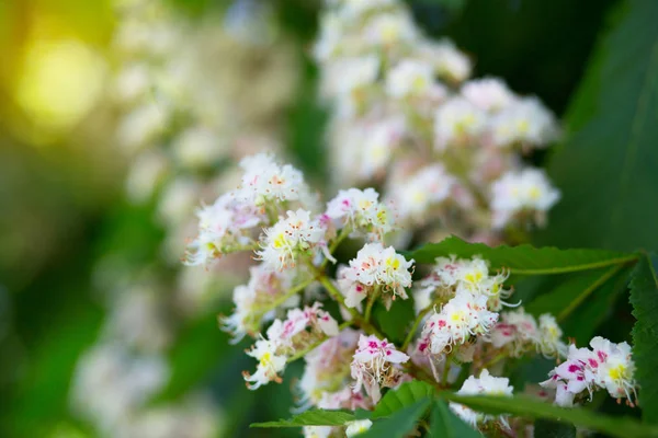 Tle pięknej przyrody z kwitnący kasztan nieumiem wiosna — Zdjęcie stockowe