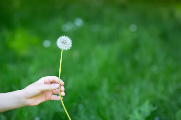 stock image Dandelion flower over vivid green grass background. Boy holding 