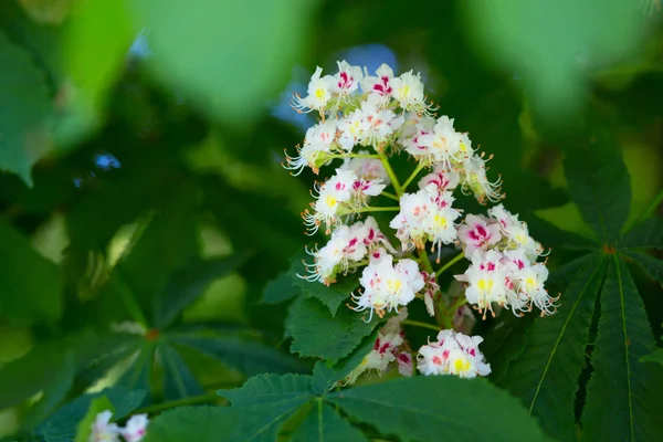 Tle pięknej przyrody z kwitnący kasztan nieumiem wiosna — Zdjęcie stockowe