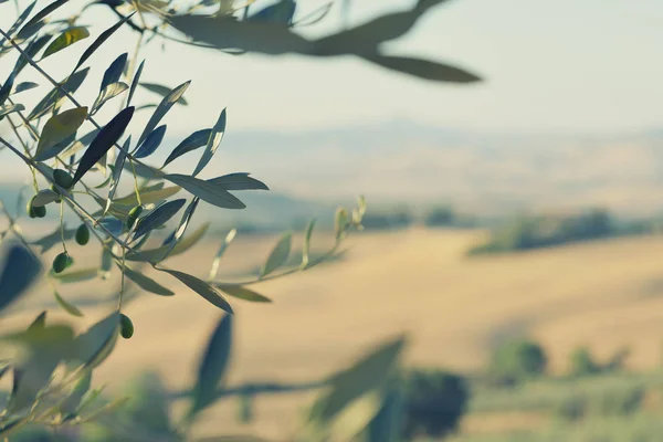 Olive tree in Italy, harvesting time. Sunset olive garden, detai