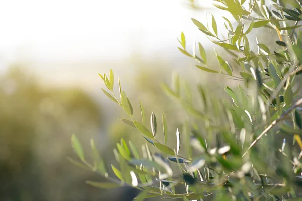 Olivo en Italia, tiempo de cosecha. Jardín de olivo al atardecer, detai — Foto de Stock