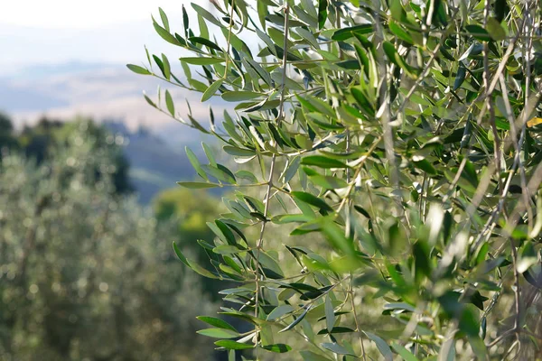 Olive tree in Italy, harvesting time. Sunset olive garden, detai — Stock Photo, Image