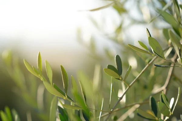 Olivo en Italia, tiempo de cosecha. Jardín de olivo al atardecer, detai — Foto de Stock