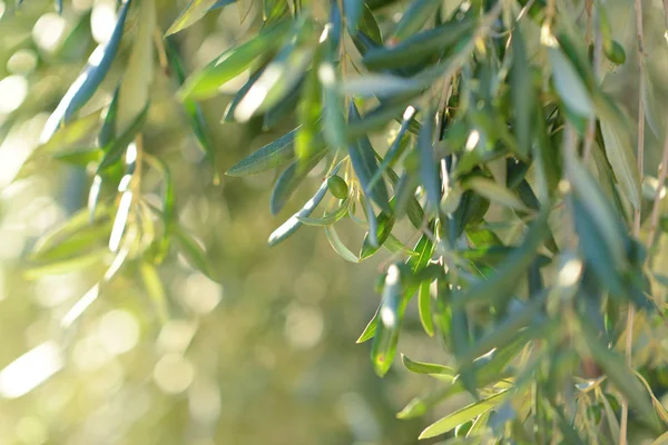 Olivo en Italia, tiempo de cosecha. Jardín de olivo al atardecer, detai — Foto de Stock