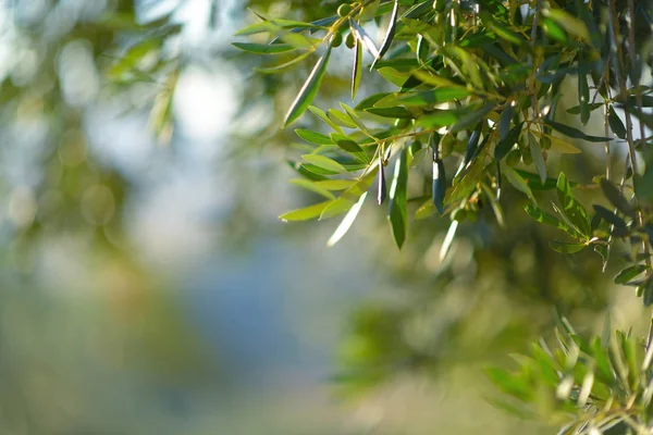 Drzewo oliwne w Włochy, maszyny zniwne czasu. Zachód słońca z oliwek detai ogród, — Zdjęcie stockowe