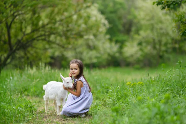 Pequena menina joga e huhs cabras no país, primavera ou verão — Fotografia de Stock