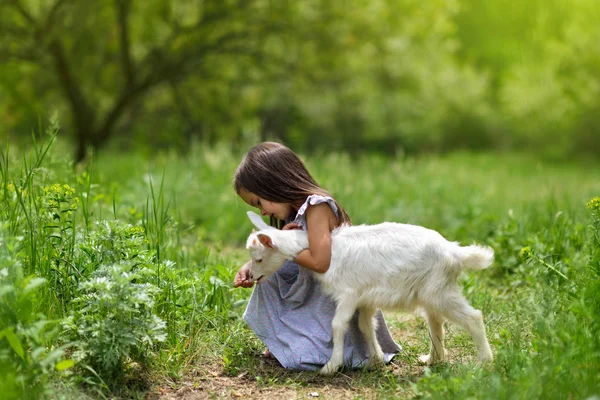 Little girl plays and huhs goatling in country, spring or summer — Stock Photo, Image