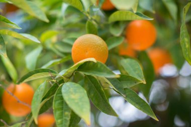 Olgun meyveleri olan mandalina ağacı. Mandalina portakal ağacı. Mandalina. Taze olgun mandalina ve yaprakları görüntü ile Dal. Satsuma ağaç resmi, yumuşak odak.